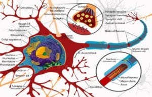 neuron