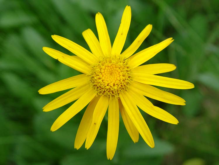 Arnica –a Valid Alternative To Non-steroidal Anti-inflammatory Drugs